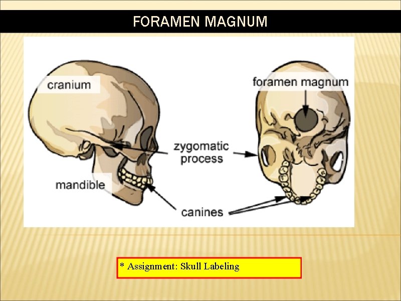 FORAMEN MAGNUM * Assignment: Skull Labeling 