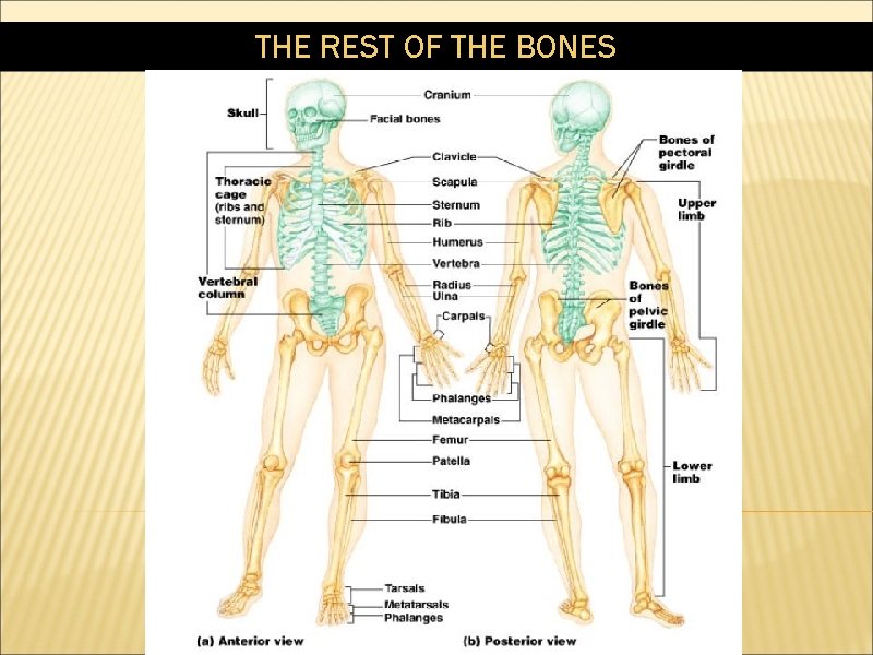 THE REST OF THE BONES 