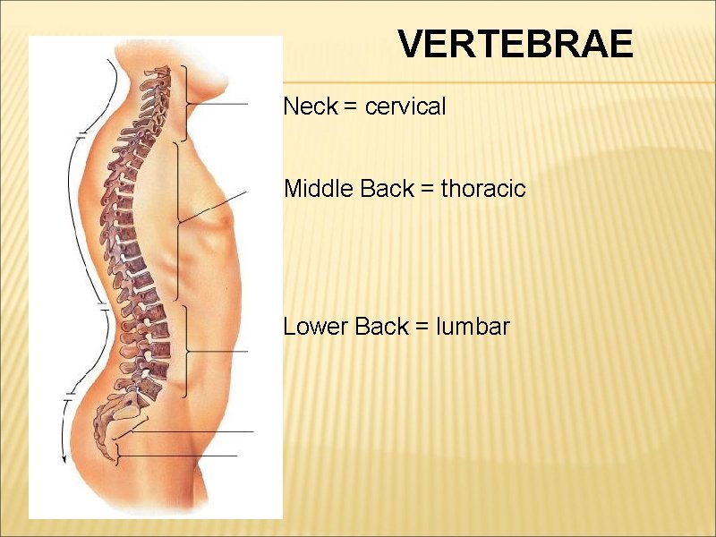 VERTEBRAE Neck = cervical Middle Back = thoracic Lower Back = lumbar 