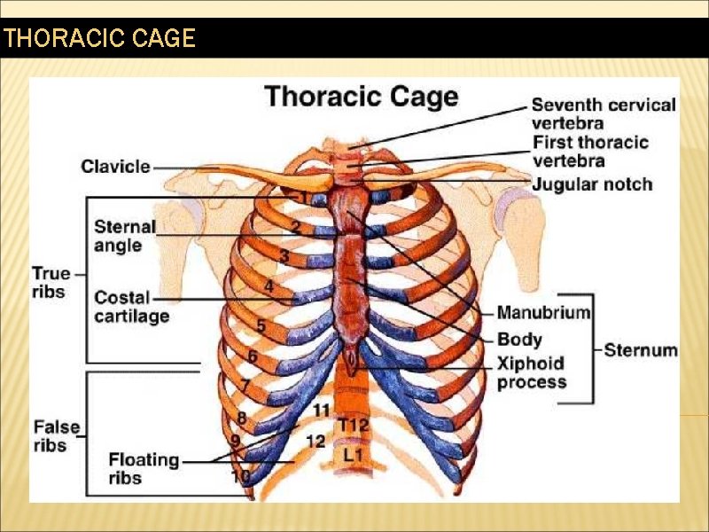 THORACIC CAGE 
