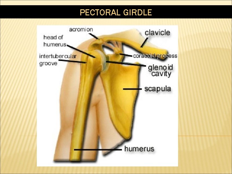 PECTORAL GIRDLE 