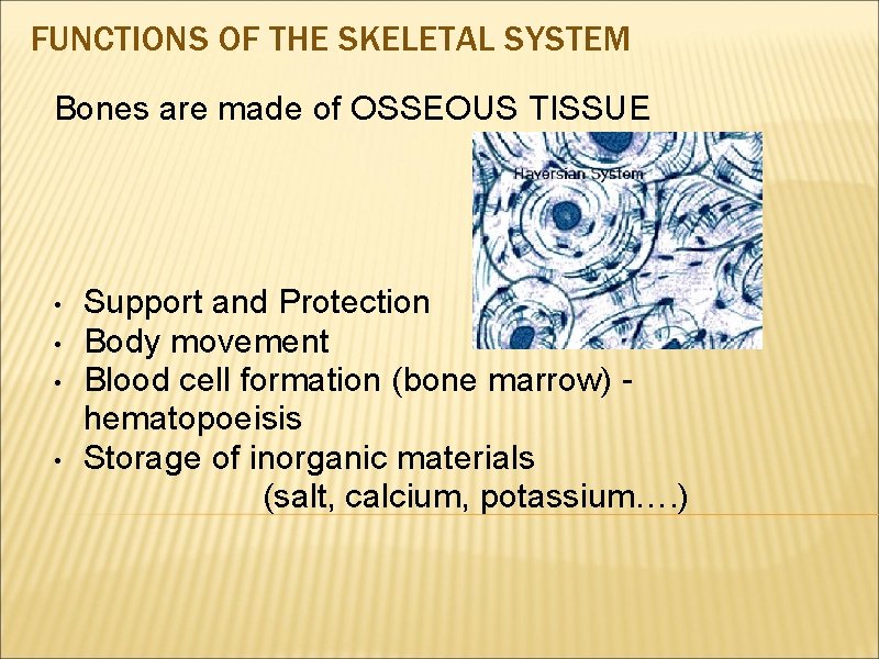 FUNCTIONS OF THE SKELETAL SYSTEM Bones are made of OSSEOUS TISSUE • • Support