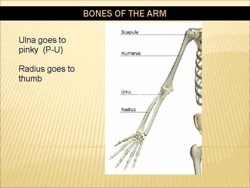 BONES OF THE ARM Ulna goes to pinky (P-U) Radius goes to thumb 