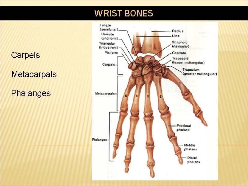 WRIST BONES Carpels Metacarpals Phalanges 