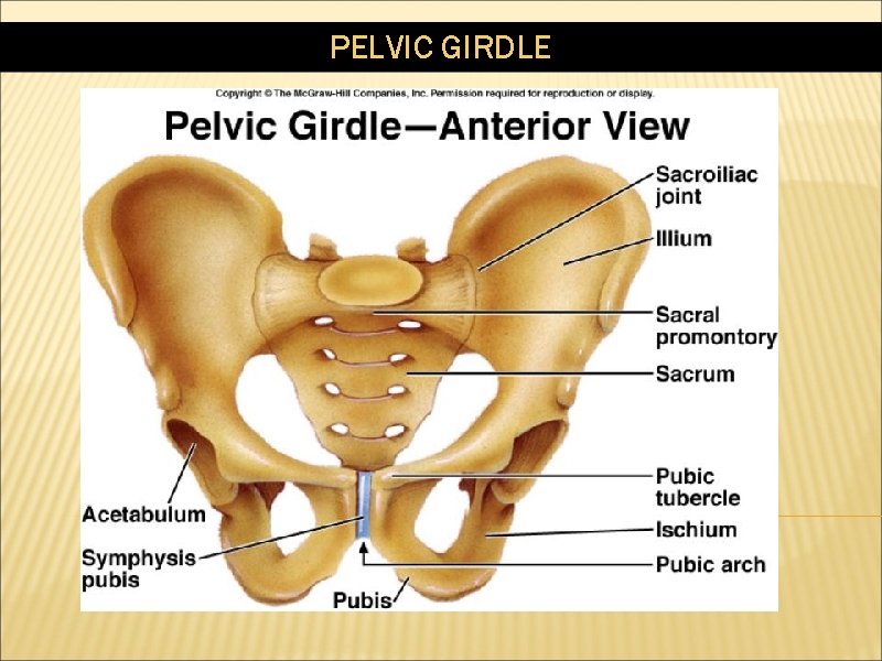 PELVIC GIRDLE 