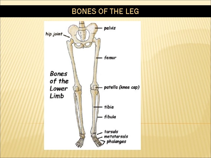 BONES OF THE LEG 