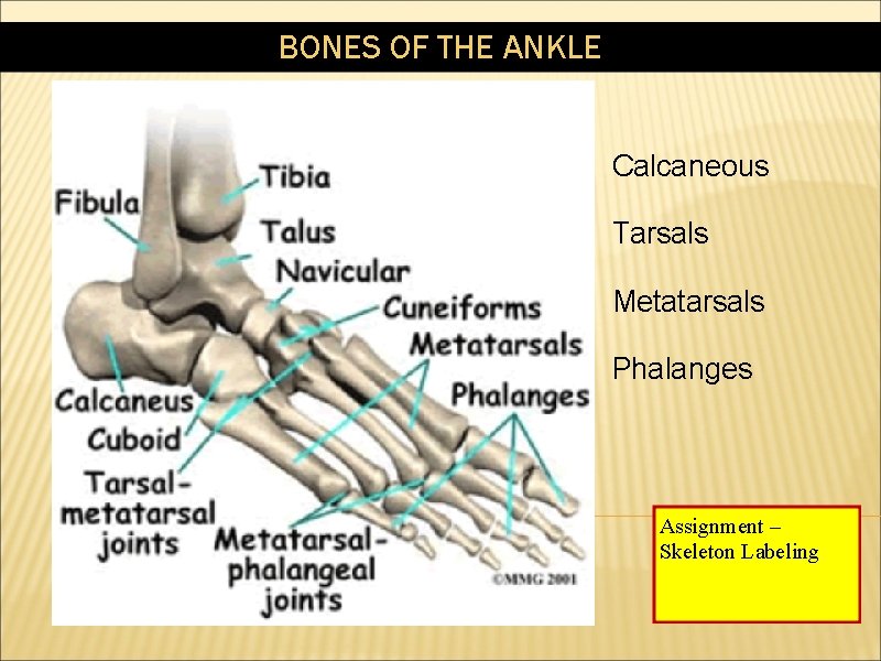 BONES OF THE ANKLE Calcaneous Tarsals Metatarsals Phalanges Assignment – Skeleton Labeling 