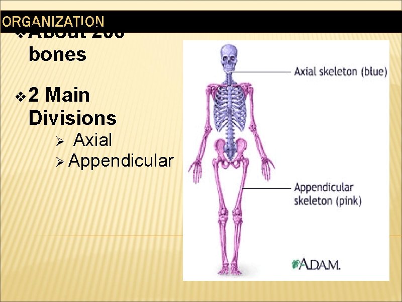 ORGANIZATION v About 206 bones v 2 Main Divisions Ø Axial Ø Appendicular 