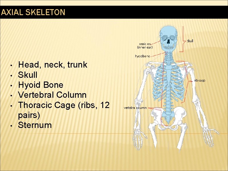 AXIAL SKELETON • • • Head, neck, trunk Skull Hyoid Bone Vertebral Column Thoracic
