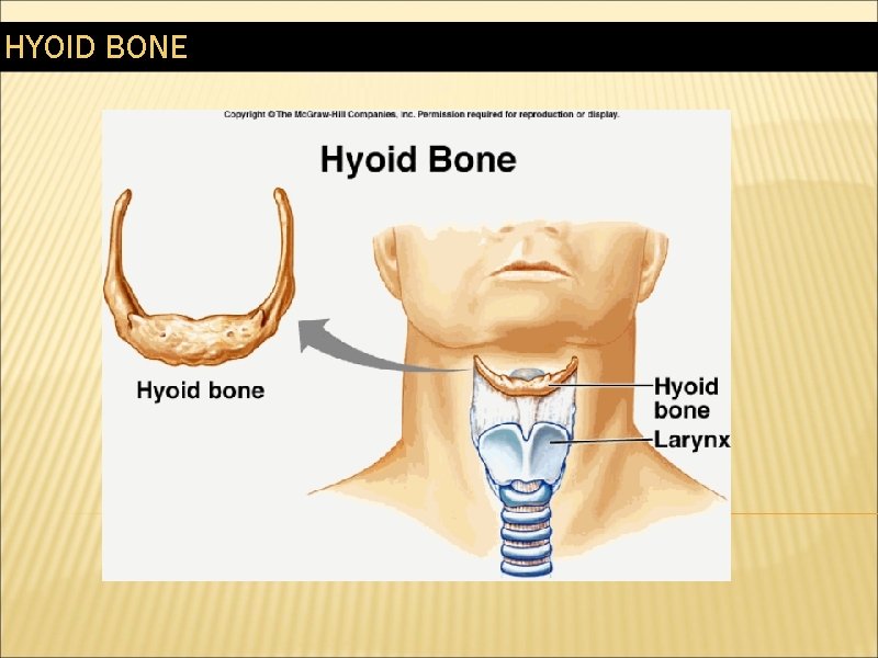 HYOID BONE 