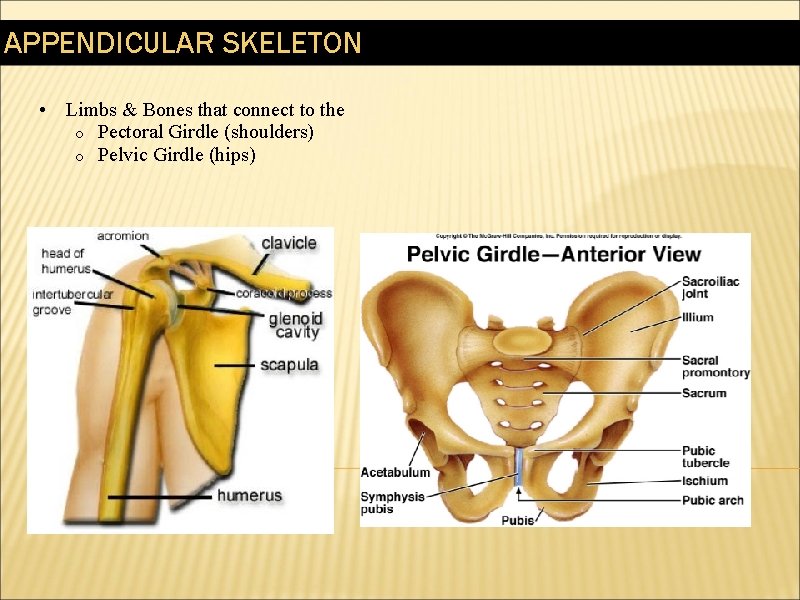 APPENDICULAR SKELETON • Limbs & Bones that connect to the o Pectoral Girdle (shoulders)