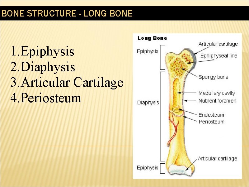 BONE STRUCTURE - LONG BONE 1. Epiphysis 2. Diaphysis 3. Articular Cartilage 4. Periosteum