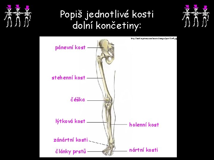 Popiš jednotlivé kosti dolní končetiny: http: //anthropotomy. com/assets/images/part 1/s 49. jpg pánevní kost stehenní