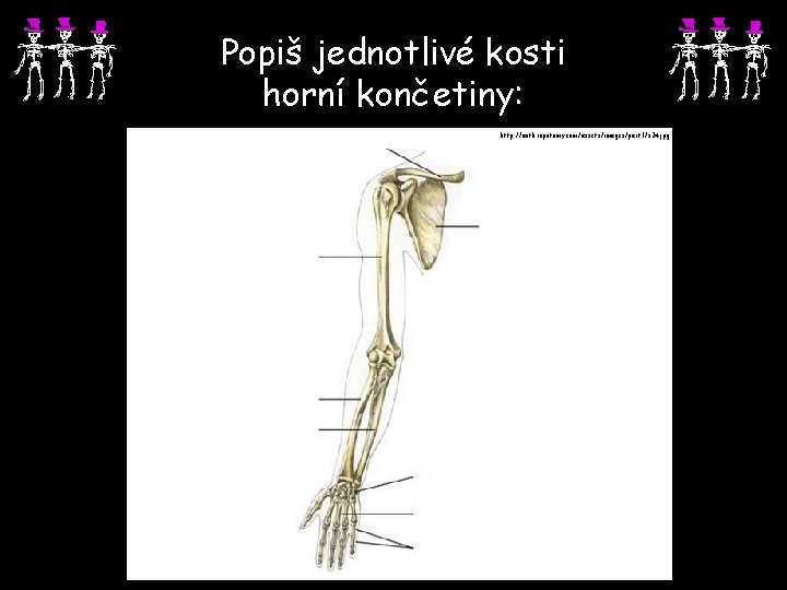 Popiš jednotlivé kosti horní končetiny: http: //anthropotomy. com/assets/images/part 1/s 24. jpg 