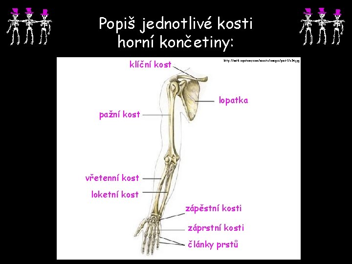 Popiš jednotlivé kosti horní končetiny: klíční kost http: //anthropotomy. com/assets/images/part 1/s 24. jpg lopatka