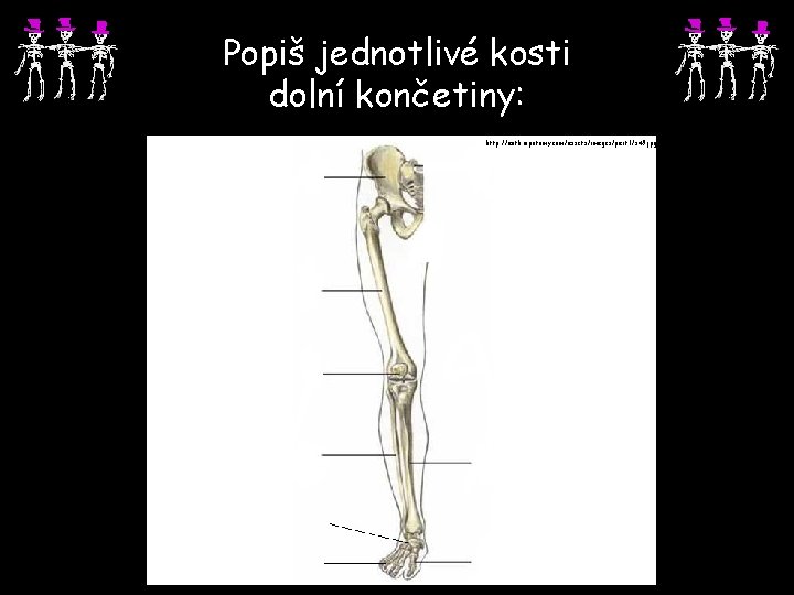 Popiš jednotlivé kosti dolní končetiny: http: //anthropotomy. com/assets/images/part 1/s 49. jpg 