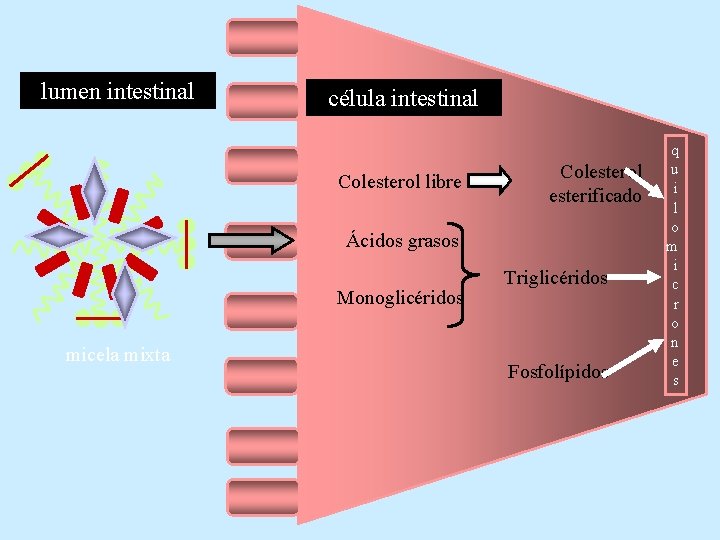 lumen intestinal célula intestinal Colesterol libre Colesterol esterificado Ácidos grasos Monoglicéridos micela mixta Triglicéridos