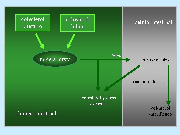 colesterol dietario colesterol biliar micela mixta célula intestinal 50% colesterol libre transportadores colesterol y