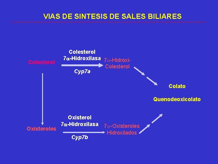 VIAS DE SINTESIS DE SALES BILIARES Colesterol 7 -Hidroxilasa 7 -Hidroxi. Colesterol Cyp 7