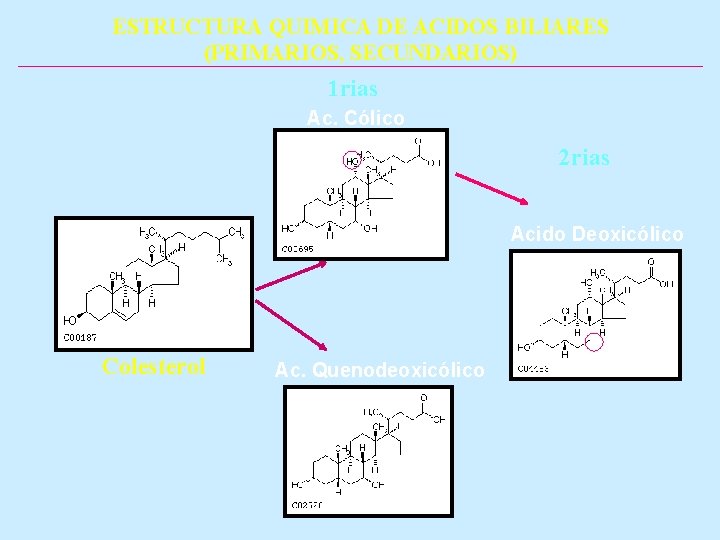 ESTRUCTURA QUIMICA DE ACIDOS BILIARES (PRIMARIOS, SECUNDARIOS) 1 rias Ac. Cólico 2 rias Acido