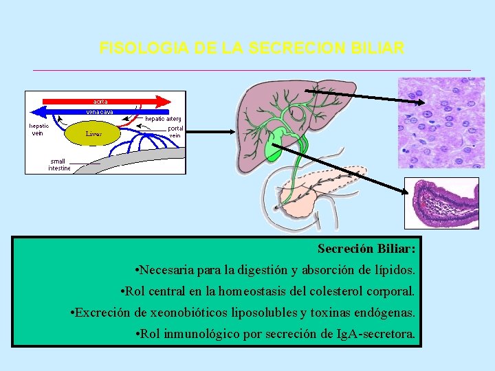 FISOLOGIA DE LA SECRECION BILIAR Secreción Biliar: • Necesaria para la digestión y absorción