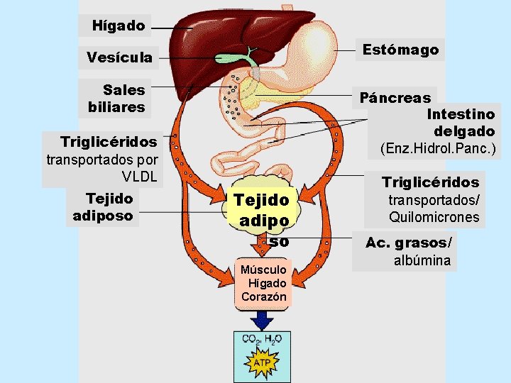 Hígado Estómago Vesícula Sales biliares Páncreas Intestino delgado (Enz. Hidrol. Panc. ) Triglicéridos transportados