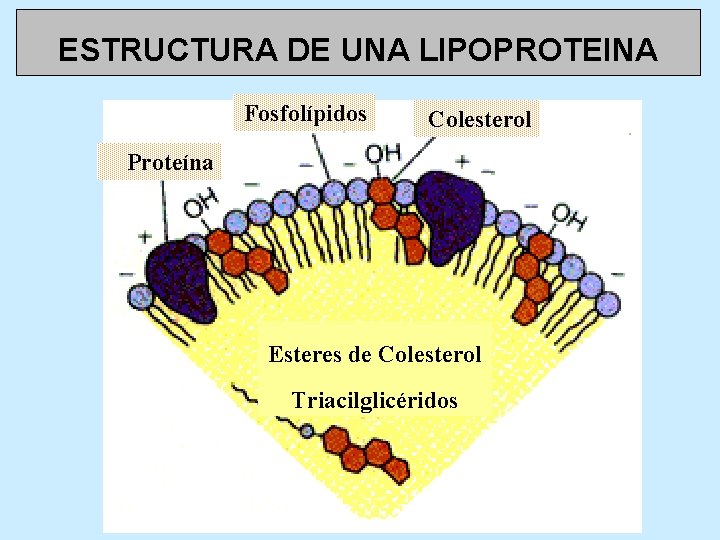 ESTRUCTURA DE UNA LIPOPROTEINA Fosfolípidos Colesterol Proteína Esteres de Colesterol Triacilglicéridos 