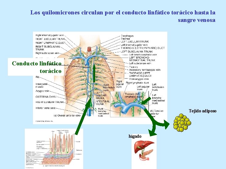 Los quilomicrones circulan por el conducto linfático torácico hasta la sangre venosa Conducto linfático