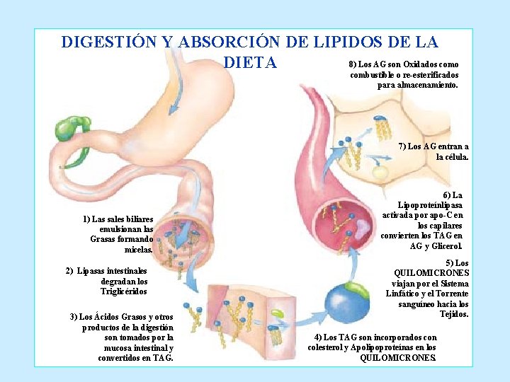 DIGESTIÓN Y ABSORCIÓN DE LIPIDOS DE LA 8) Los AG son Oxidados como DIETA