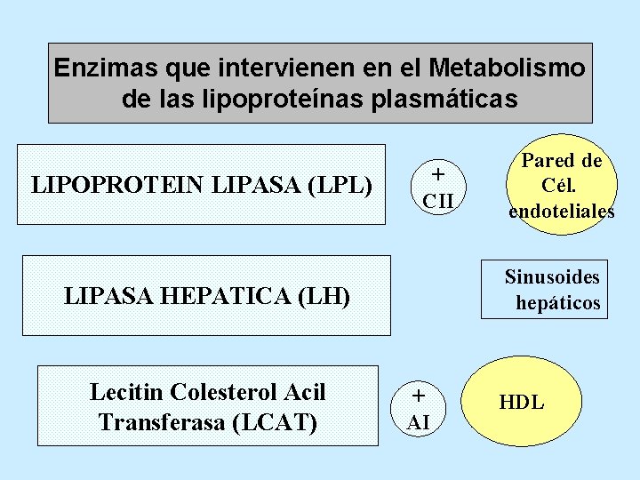 Enzimas que intervienen en el Metabolismo de las lipoproteínas plasmáticas LIPOPROTEIN LIPASA (LPL) +