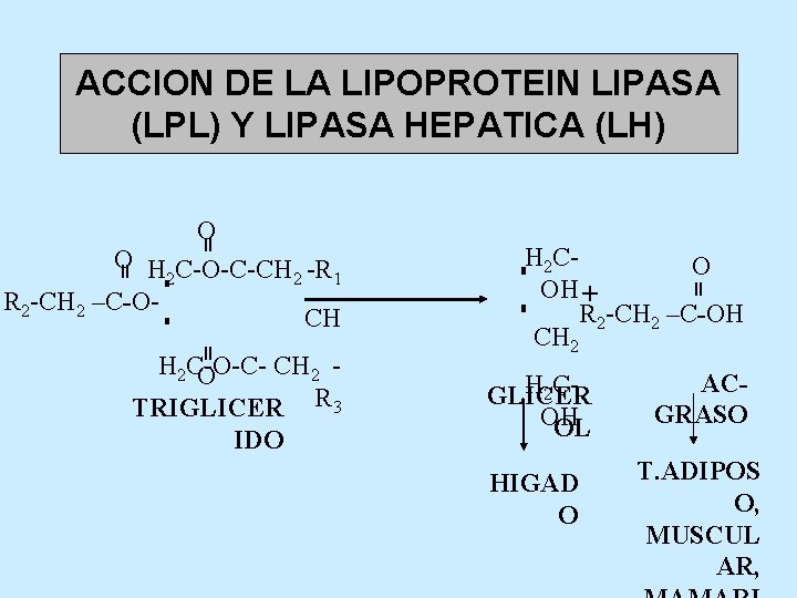 ACCION DE LA LIPOPROTEIN LIPASA (LPL) Y LIPASA HEPATICA (LH) = H 2 C-O-CCH