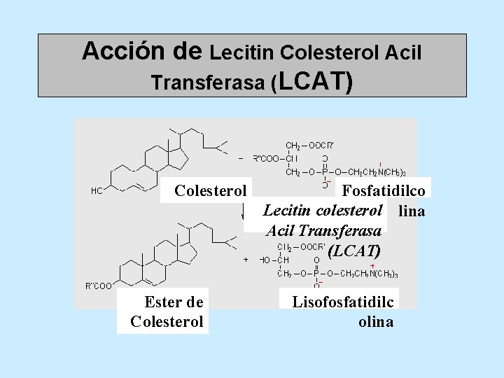 Acción de Lecitin Colesterol Acil Transferasa (LCAT) Colesterol Ester de Colesterol Fosfatidilco Lecitin colesterol