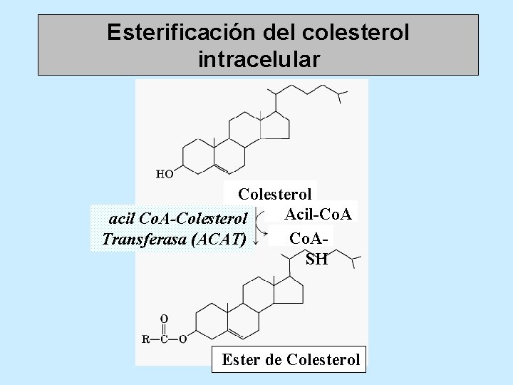 Esterificación del colesterol intracelular Colesterol Acil-Co. A acil Co. A-Colesterol Co. ATransferasa (ACAT) SH