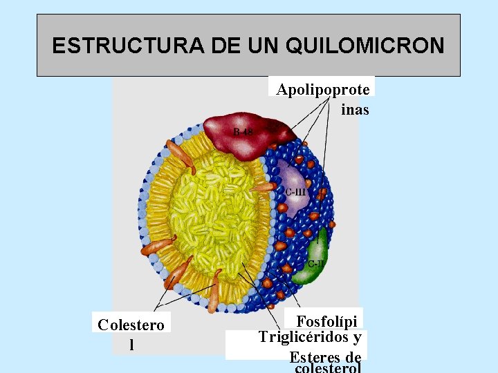 ESTRUCTURA DE UN QUILOMICRON Apolipoprote inas Colestero l Fosfolípi Triglicéridos dosy Esteres de 