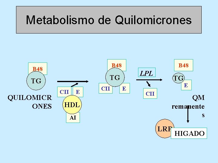 Metabolismo de Quilomicrones B 48 LPL TG TG QUILOMICR ONES B 48 CII E