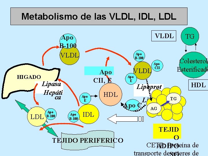 Metabolismo de las VLDL, IDL, LDL VLDL Apo B-100 VLDL HIGADO Apo CII, E