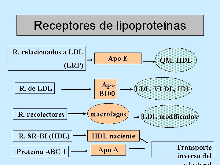 Receptores de lipoproteínas R. relacionados a LDL (LRP) R. de LDL Apo E Apo