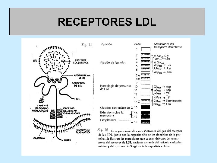 RECEPTORES LDL 