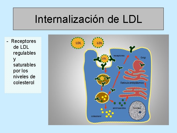 Internalización de LDL - Receptores de LDL regulables y saturables por los niveles de