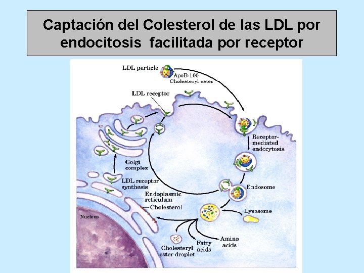 Captación del Colesterol de las LDL por endocitosis facilitada por receptor 