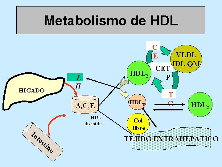 Metabolismo de HDL C E HDL 2 L H HIGADO A, C, E HDL