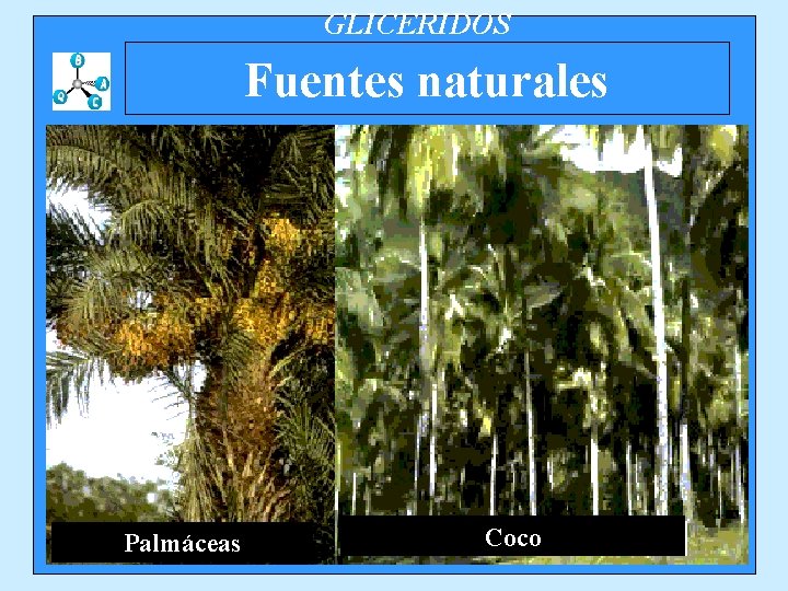 GLICERIDOS Fuentes naturales Palmáceas Coco 