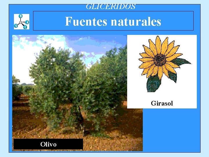 GLICERIDOS Fuentes naturales Girasol Olivo 