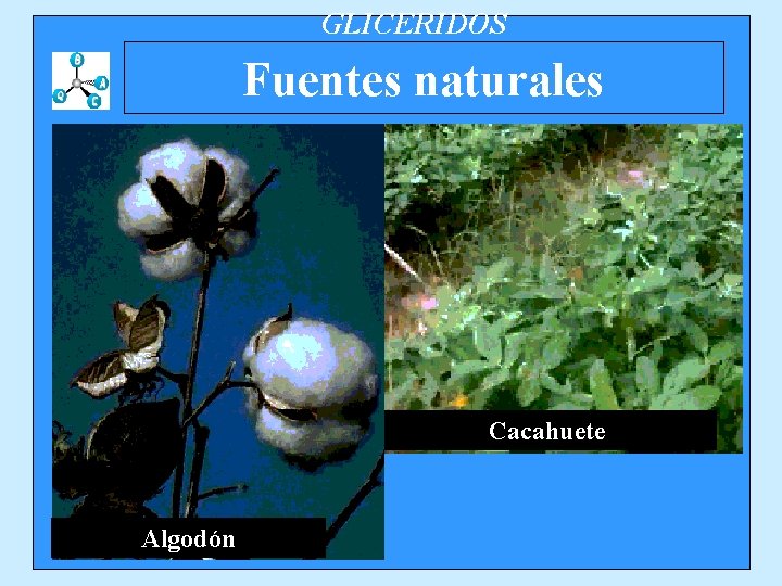 GLICERIDOS Fuentes naturales Cacahuete Algodón 