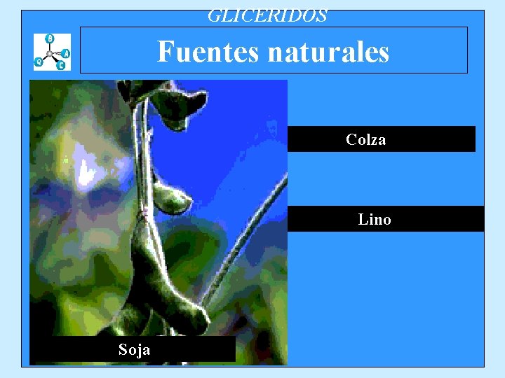 GLICERIDOS Fuentes naturales Colza Lino Soja 
