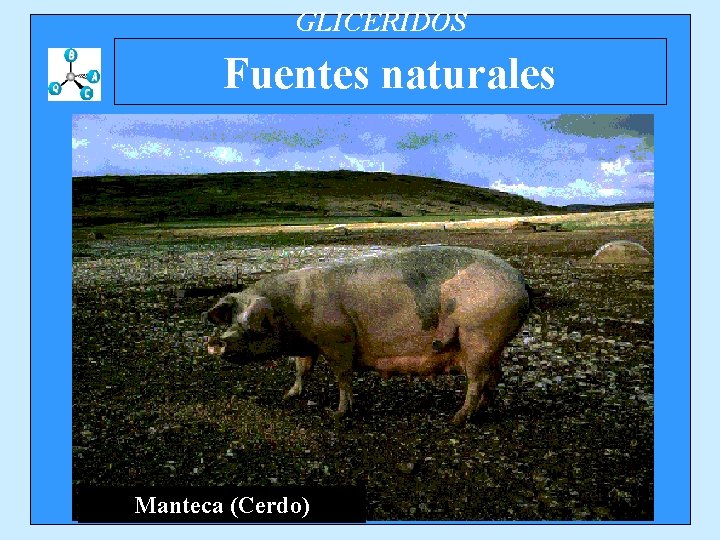 GLICERIDOS Fuentes naturales Manteca (Cerdo) 