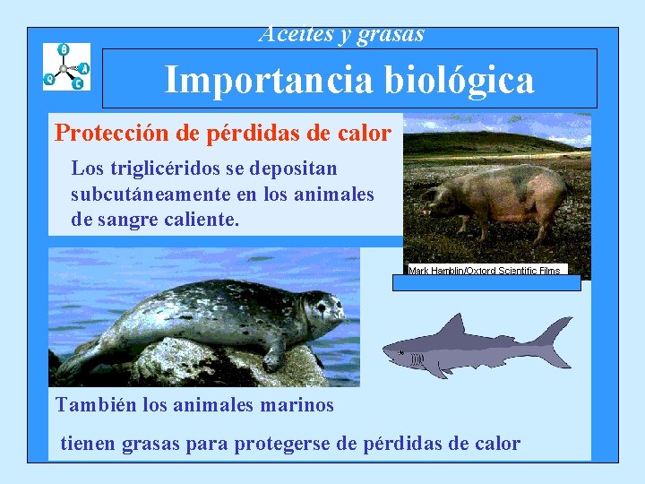 Aceites y grasas Importancia biológica Protección de pérdidas de calor Los triglicéridos se depositan