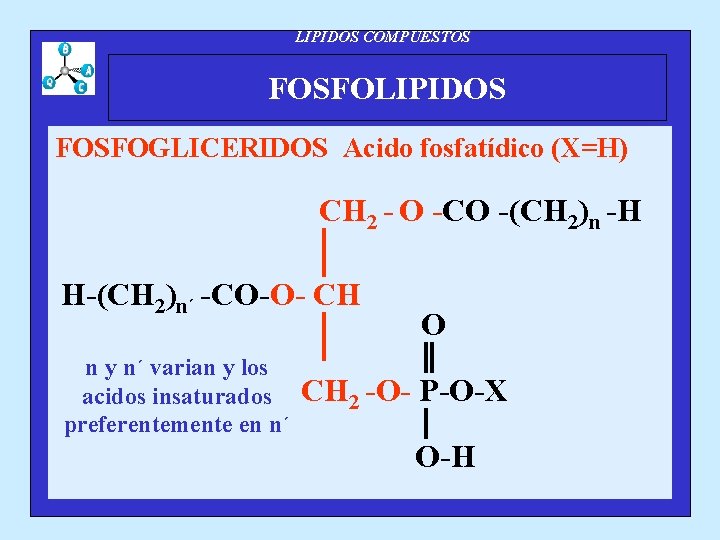 LIPIDOS COMPUESTOS FOSFOLIPIDOS FOSFOGLICERIDOS Acido fosfatídico (X=H) CH 2 - O -CO -(CH 2)n