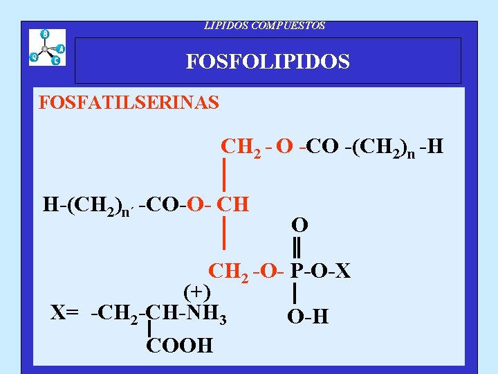 LIPIDOS COMPUESTOS FOSFOLIPIDOS FOSFATILSERINAS CH 2 - O -CO -(CH 2)n -H H-(CH 2)n´