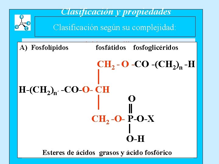 Clasificación y propiedades Clasificación según su complejidad: A) Fosfolípidos Lípidos sencillosfosfoglicéridos fosfátidos A) Glicéridos